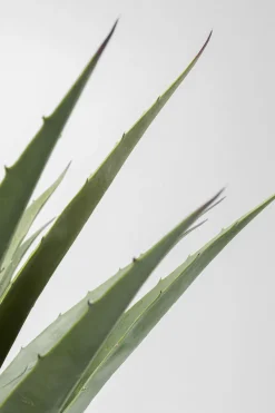 KARE Design Tekokasvit*Agave Tekokasvi 85cm
