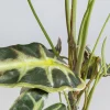 KARE Design Tekokasvit*Alocasia Tekokasvi 80cm