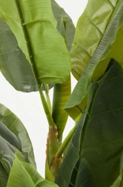 KARE Design Tekokasvit*Banana Tree Tekokasvi 180cm