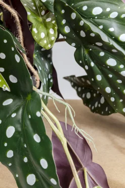 KARE Design Tekokasvit*Begonia Tekokasvi 45cm