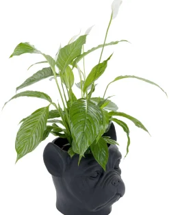 KARE Design Ruukut*Bulldog Black Suojaruukku, Musta