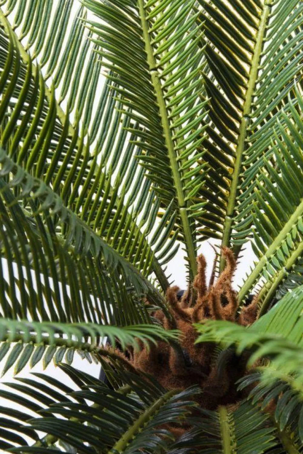 KARE Design Tekokasvit*Cycas Tree Tekokasvi 78cm