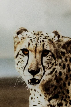 KARE Design Taulut|Olohuone*Desert Beauty, Pantteri Ja Nainen, Lasitaulu 150x100cm