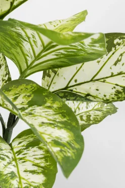 KARE Design Tekokasvit*Dieffenbachie Kirjovehka Tekokasvi 100cm