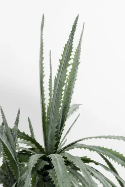 KARE Design Tekokasvit*Dragon Tree Tekokasvi 155cm