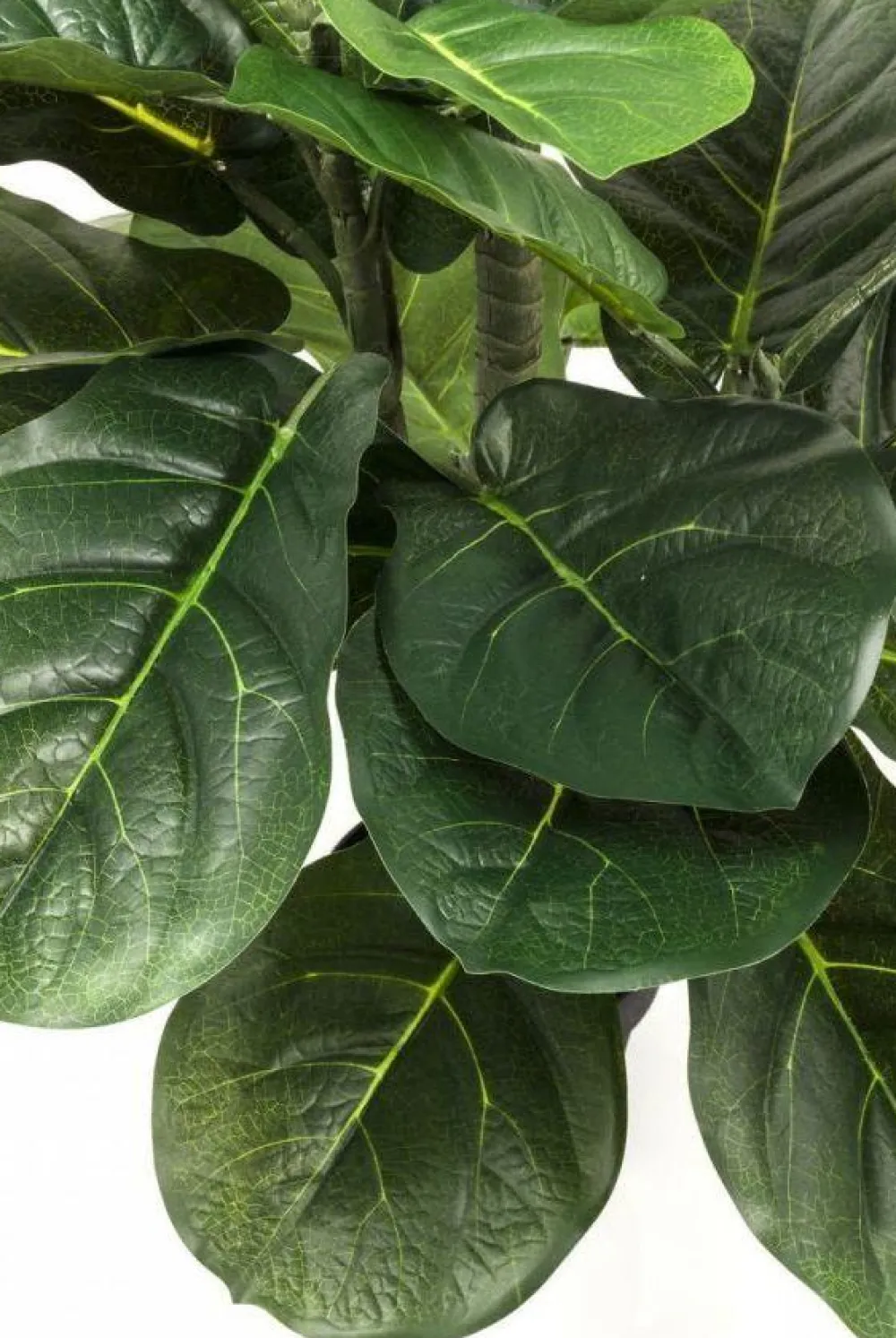 KARE Design Tekokasvit*Fiddle Leaf Tekokasvi 120cm