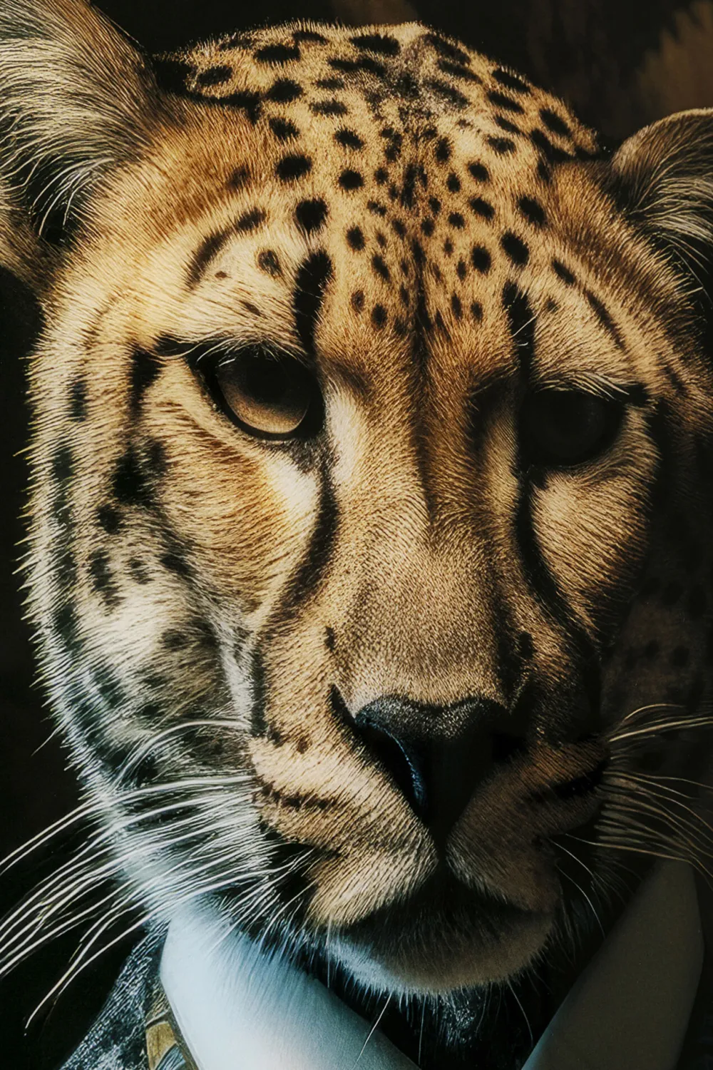 KARE Design Taulut*Mister Leo Leijona Lasitaulu 100x150cm