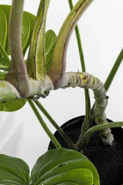KARE Design Tekokasvit*Monstera Tekokasvi 110cm