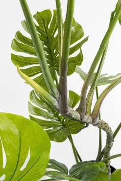 KARE Design Tekokasvit*Monstera Tekokasvi 110cm