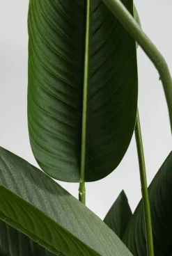 KARE Design Tekokasvit*Paradise Flowers Tekokasvi 190cm