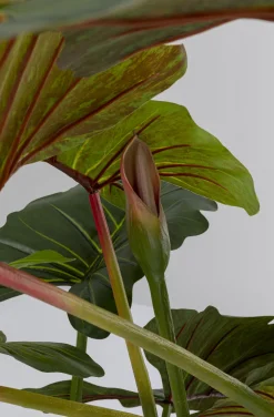 KARE Design Tekokasvit*Taro Tekokasvi 180cm