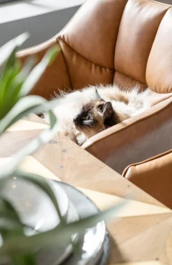 KARE Design Tuolit*Thinktank Tuoli Käsinojilla, Ruskea